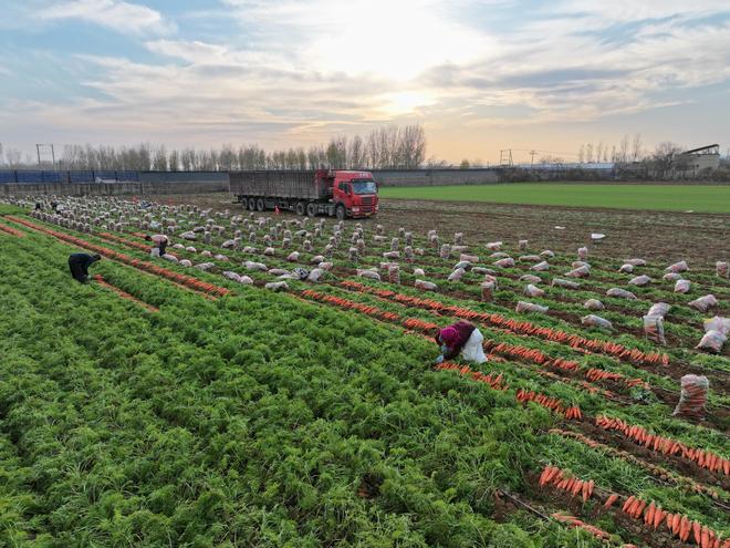 胡萝卜种植促增收