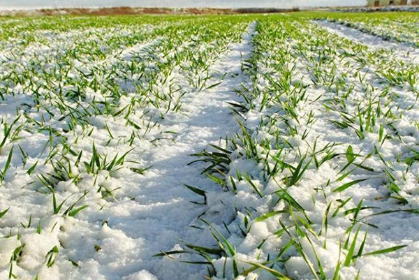 小麦培育壮苗越冬的重点技术措施