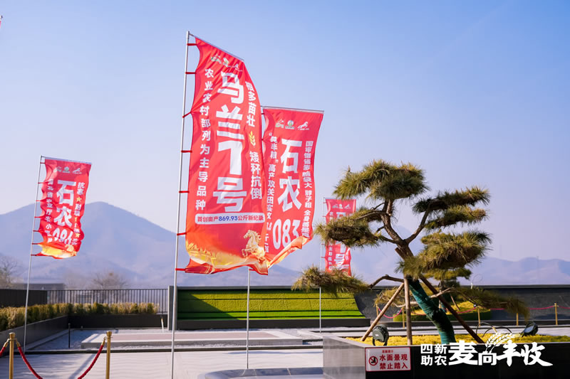 四新助农麦向丰收一2026小麦单产提升启动会 马兰1号