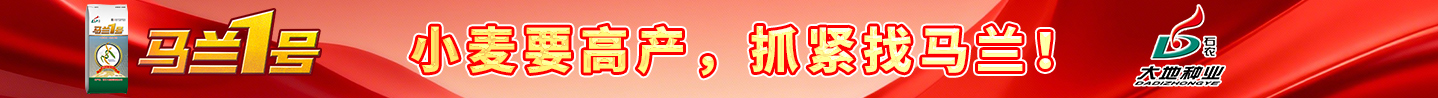 马兰1号 大地种业 小麦要高产抓紧找马兰