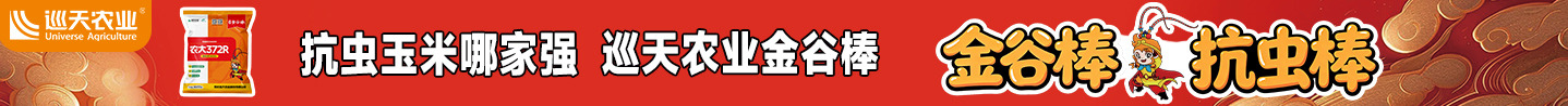 巡天种业 抗虫玉米哪家强 巡天农业金谷棒