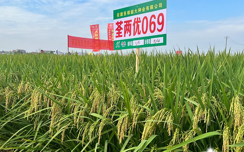 荃两优069