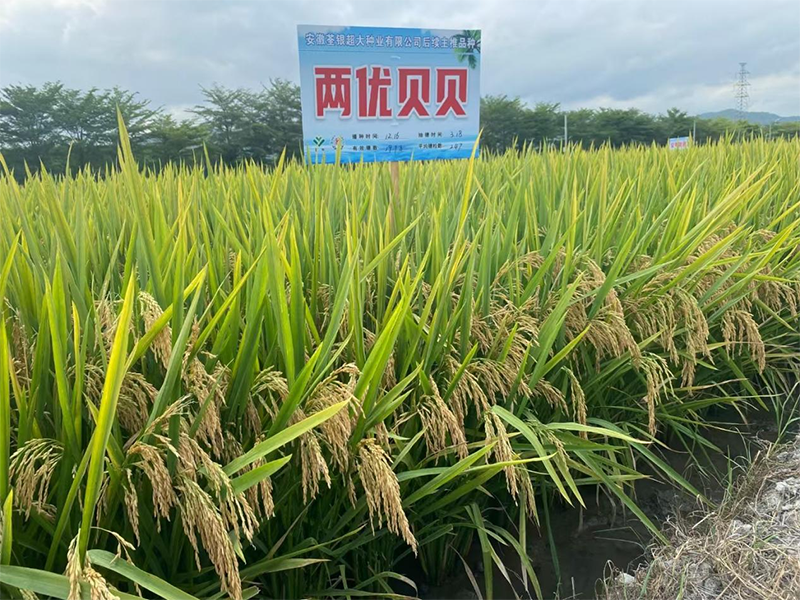 两优贝贝
