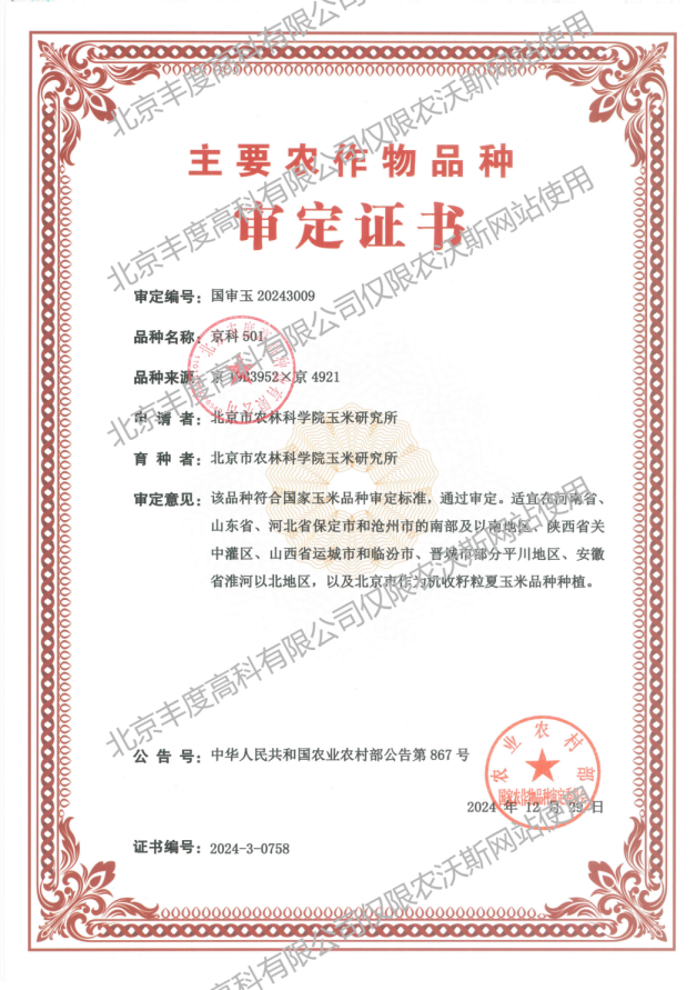 京科501 审定证书 国审玉20243009