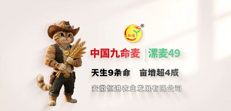 江淮麦区大单品！中国“九命麦”漯麦49|天生9条命 亩增超4成