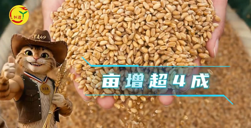江淮麦区大单品！中国“九命麦”漯麦49|天生9条命 亩增超4成