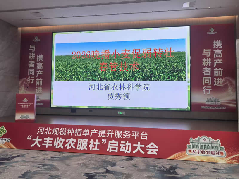 2026晚播小麦促弱转壮春管技术