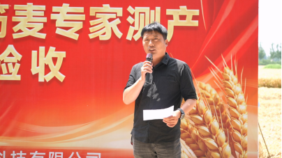 现场火爆!中麦7152实打验收亩产816.6公斤!优质强筋麦打破“不高产”魔咒 现场火爆!中麦7152实打验收亩产816.6公斤!优质强筋麦打破“不高产”魔咒