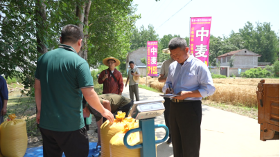 现场火爆!中麦7152实打验收亩产816.6公斤!优质强筋麦打破“不高产”魔咒 现场火爆!中麦7152实打验收亩产816.6公斤!优质强筋麦打破“不高产”魔咒