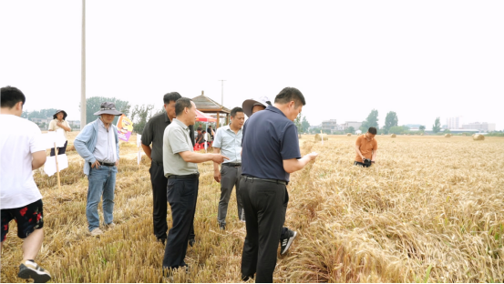 徐麦985亩产816.6公斤 刷新阜南小麦高产纪录 徐麦985亩产816.6公斤 刷新阜南小麦高产纪录