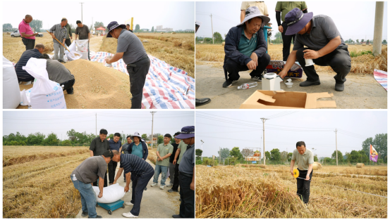 徐麦985亩产816.6公斤 刷新阜南小麦高产纪录 徐麦985亩产816.6公斤 刷新阜南小麦高产纪录