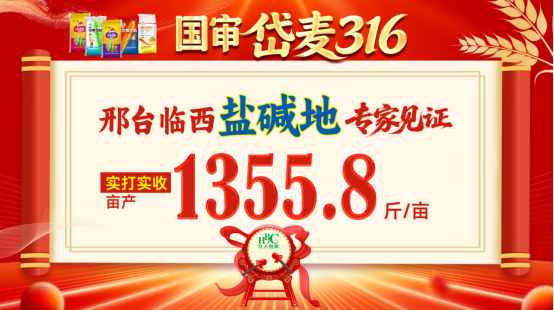 盐碱地实收1355.8斤！国审岱麦316灾年创奇迹