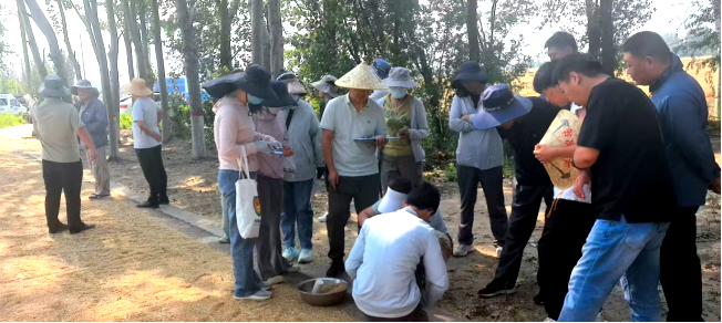 亩产 831.2 公斤再创纪录!莘麦 808 凭硬核实力领跑沧州小麦高产赛场 亩产 831.2 公斤再创纪录!莘麦 808 凭硬核实力领跑沧州小麦高产赛场