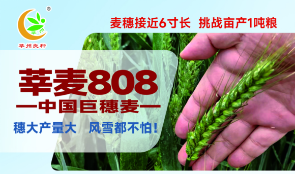 亩产 831.2 公斤再创纪录!莘麦 808 凭硬核实力领跑沧州小麦高产赛场 亩产 831.2 公斤再创纪录!莘麦 808 凭硬核实力领跑沧州小麦高产赛场
