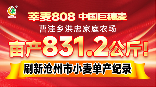 亩产 831.2 公斤再创纪录!莘麦 808 凭硬核实力领跑沧州小麦高产赛场 亩产 831.2 公斤再创纪录!莘麦 808 凭硬核实力领跑沧州小麦高产赛场