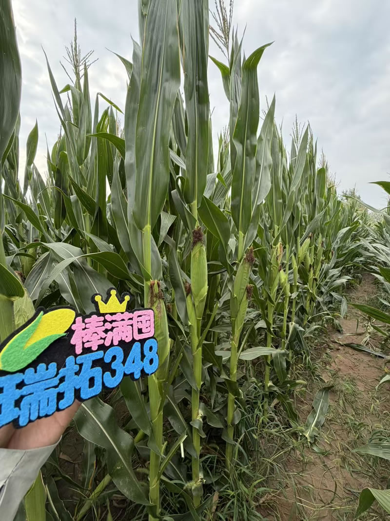 瑞拓348 瑞拓348